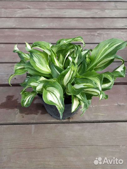 Астильба, хоста, виноград девичий