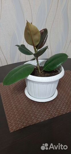 Фикус каучуконосный