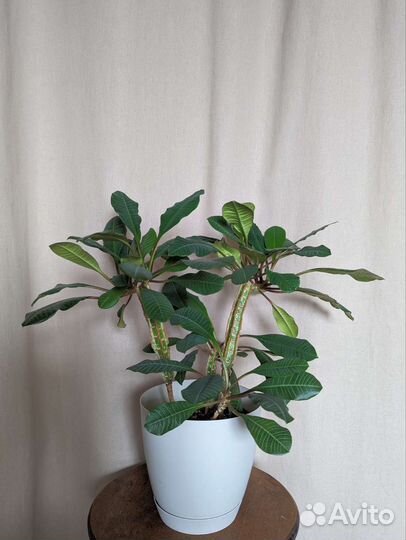 Комнатные растения в горшках