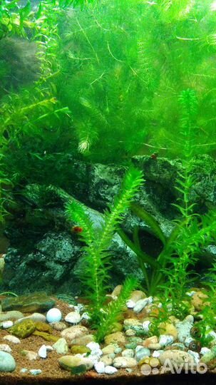 Аквариумные растения