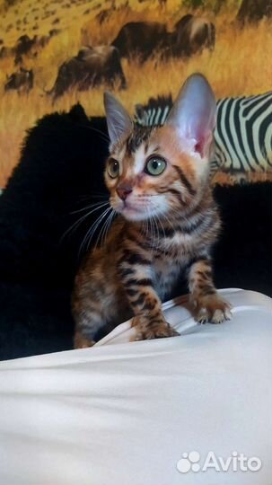 Бенгальский котенок