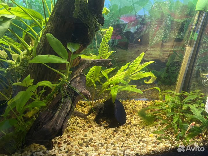 Аквариум 80 л