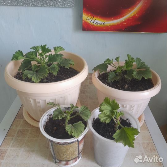 Королевская пеларгония и ростки