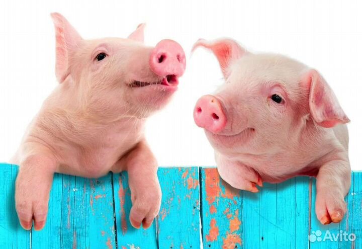Домашние поросята