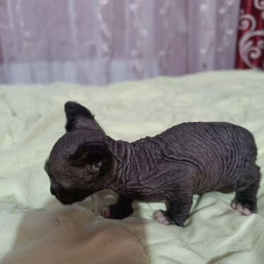 Канадский сфинкс котёнок