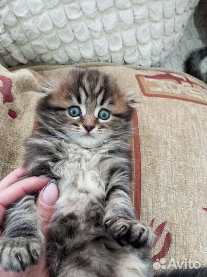 Вислоухие котята