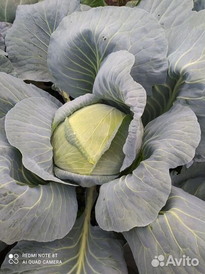 Капуста мегатон, подарок