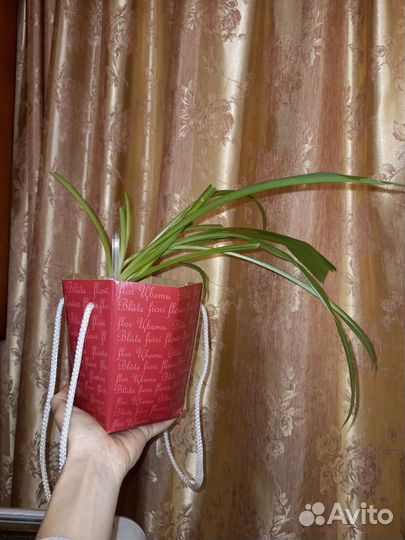 Хлорофитум Лемон