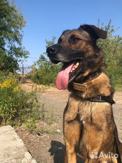 Дружок - собака, которая будет настоящим Другом