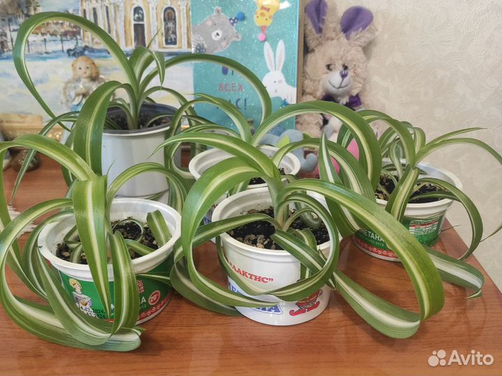 Хлорофитум кудрявый Бонни