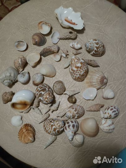 Ракушка в аквариум