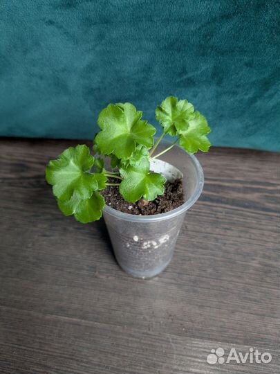 Пеларгония герань ампел. плющелистная Тесс Влада