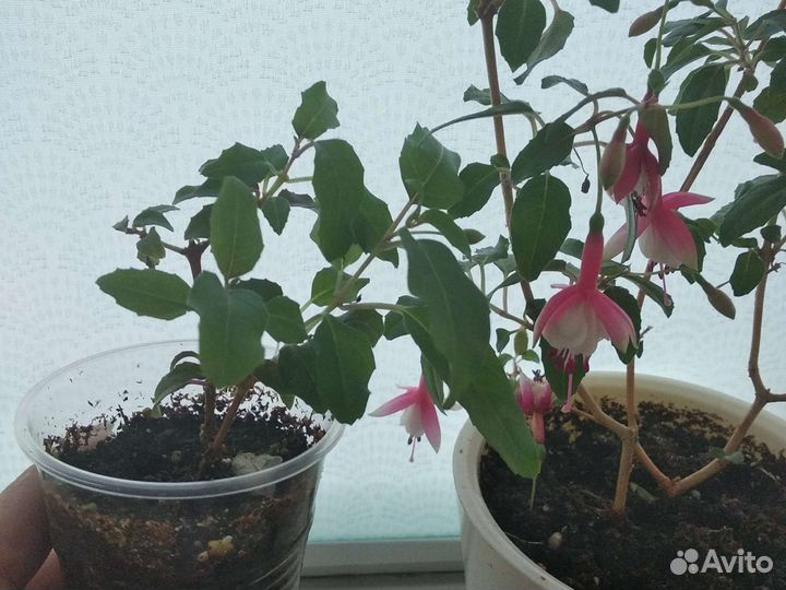 Комнатные растения