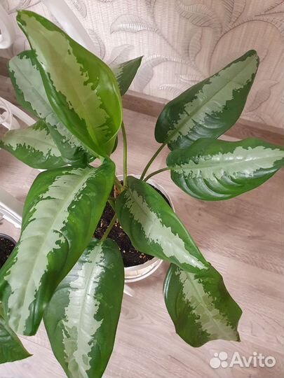 Аглаонема патайя бьюти