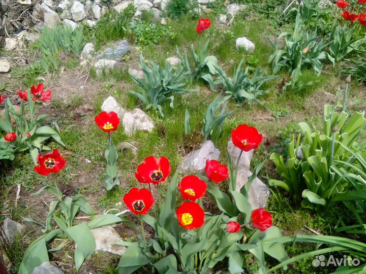 Луковицы ранних тюльпанов