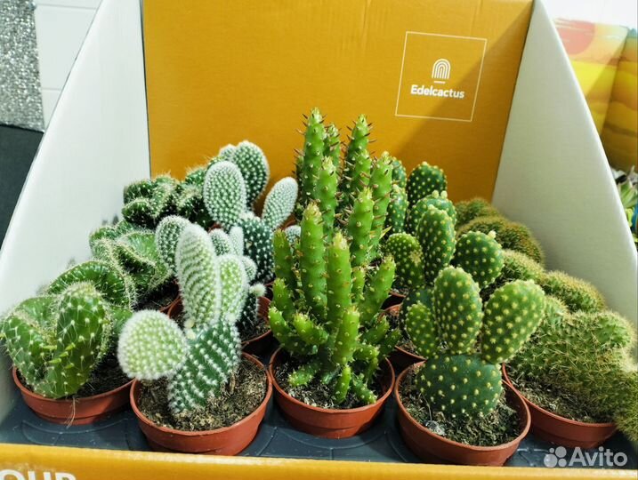 Кактус опунция