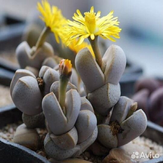 Суккулент динтерантус wilmotianus семена 5 шт