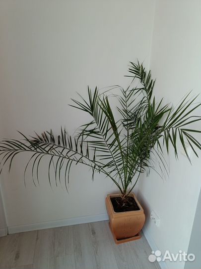 Финиковая пальма