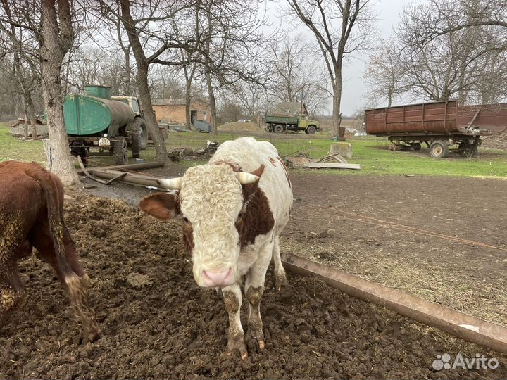 Продам быков на мясо