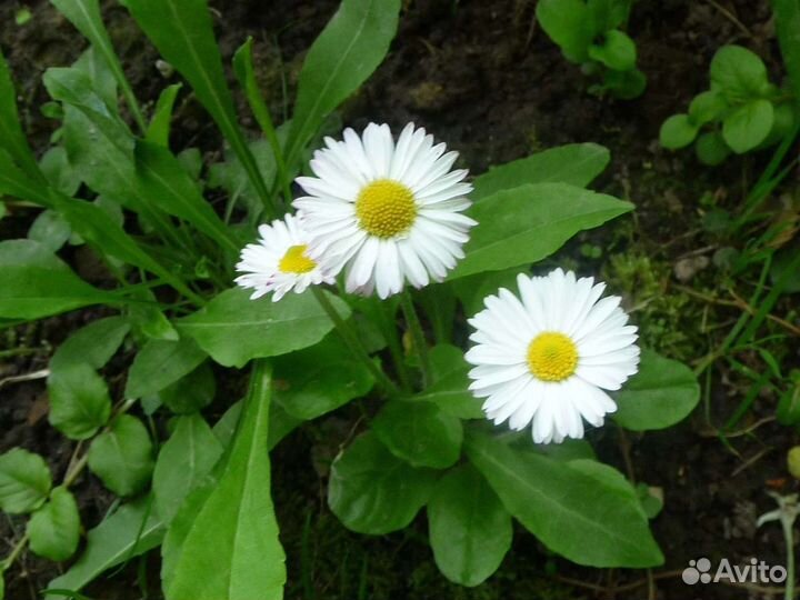 Деленки мяты ментоловой, мелиссы лимонной, шнитт л