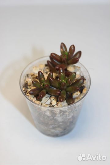 Суккуленты 1