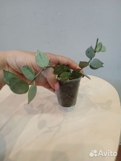 Хойи разные