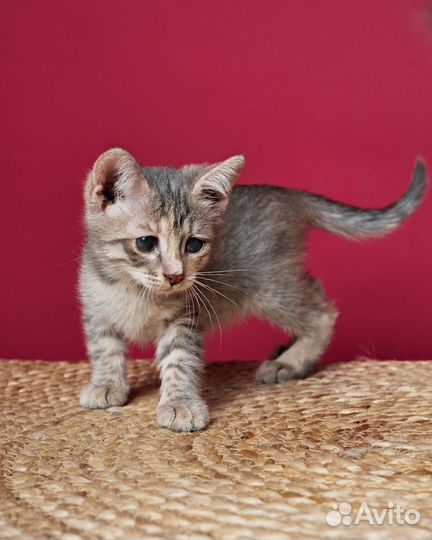 Кошка - мама и котята
