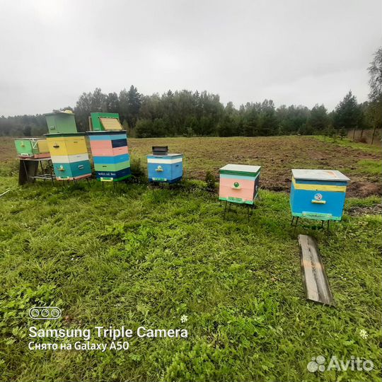 Ульи с пчелами
