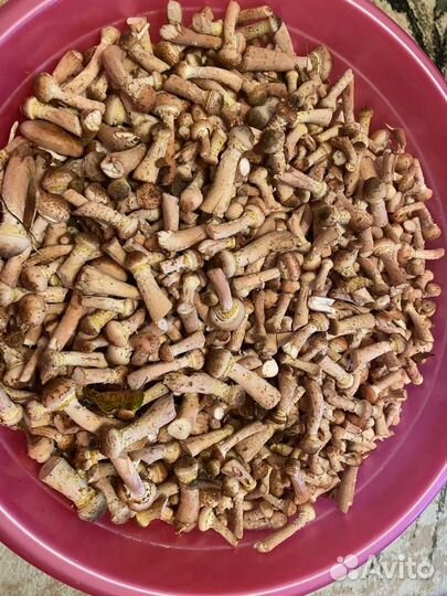 Опята маринованные