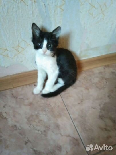 Котята мальчики в добрые руки