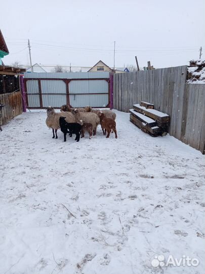 Овцы с ягнятами