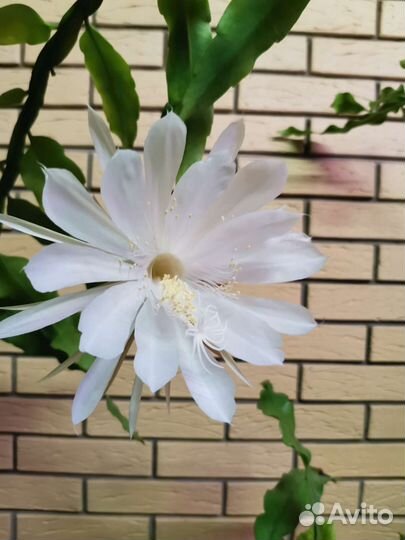 Эпифиллум Оксипеталум(Царица ночи), плющ канарский