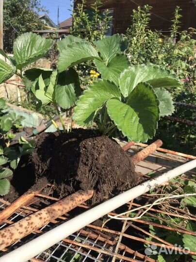 Рассада клубники разных сортов