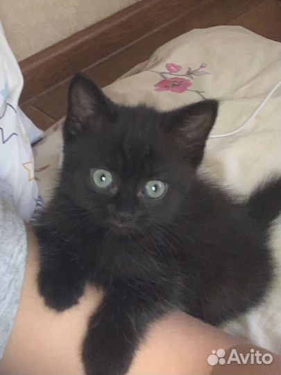 Черный котенок девочка бесплатно