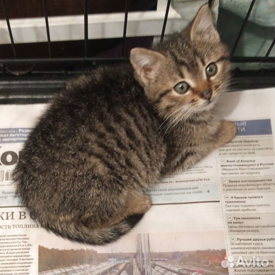 Котенок девочка в дар