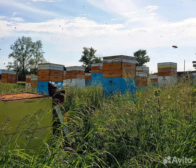 Мёд, мёд в сотах, забрус