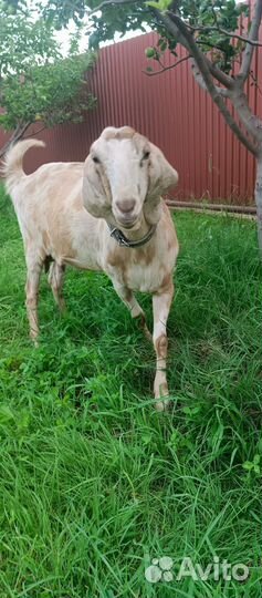 Англо нубийские козы дойные