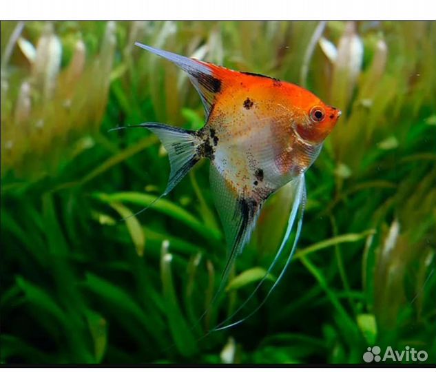 Рыбки в наличи