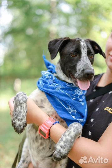 Собака в добрые руки щенок мальчик из приюта