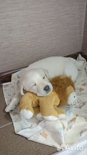 Щенки лабрадора