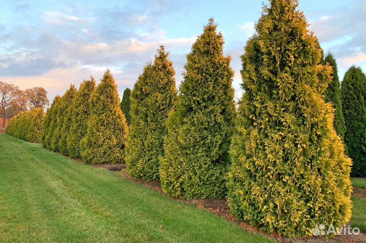 Туи вип класса