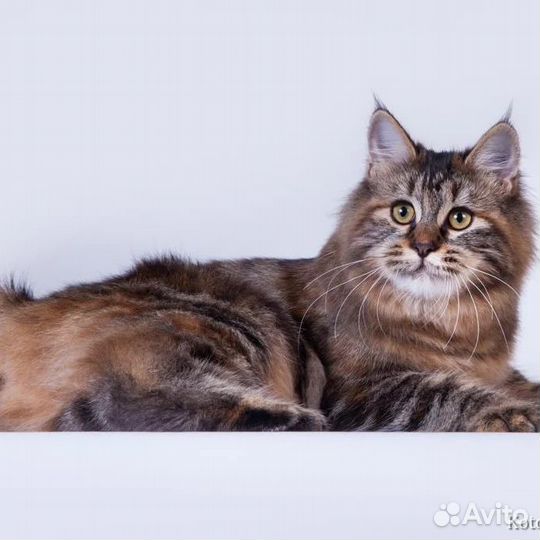 Курильский бобтейл