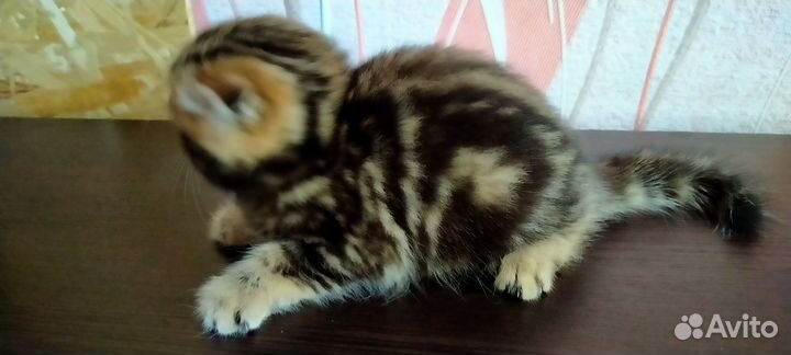 Шотландская кошечка