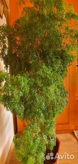 Полисцеас Фрутикоза или Минг