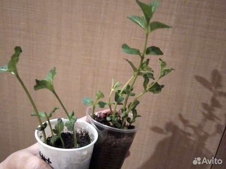 Мята, Мелиса