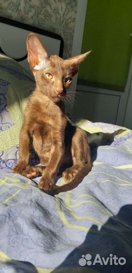 Ориентальный котенок