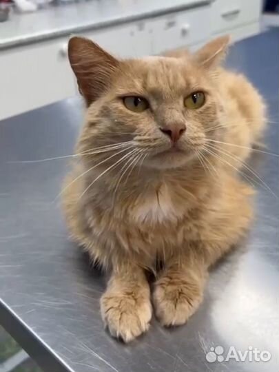 Рыжий котик хатико в добрые руки