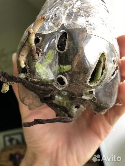 Орхидея спот леопард трилипс