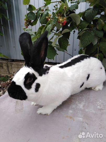Кролик немецкий пестрый строкач