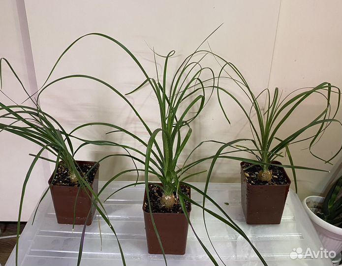 Нолина (бокарнея)